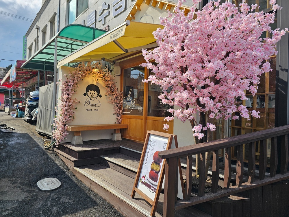 유키모찌 속초점 벚꽃나무와 벤치 포토존 전체 측면